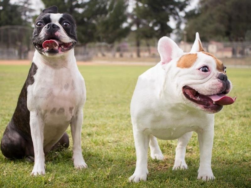 Boston Terrier vs French Bulldog health