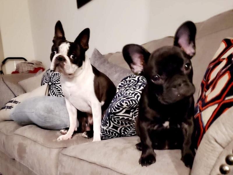 Boston Terrier vs French Bulldog puppies