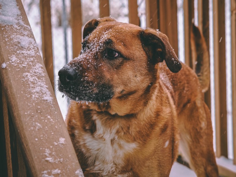 German Shepherd Boxer Mix in the Snow