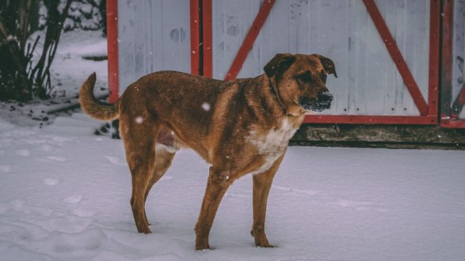 German Shepherd Boxer Mix