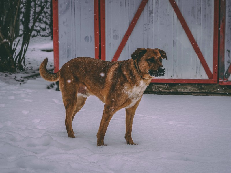 German Shepherd Boxer Mix Breed Origin Traits Health Guide