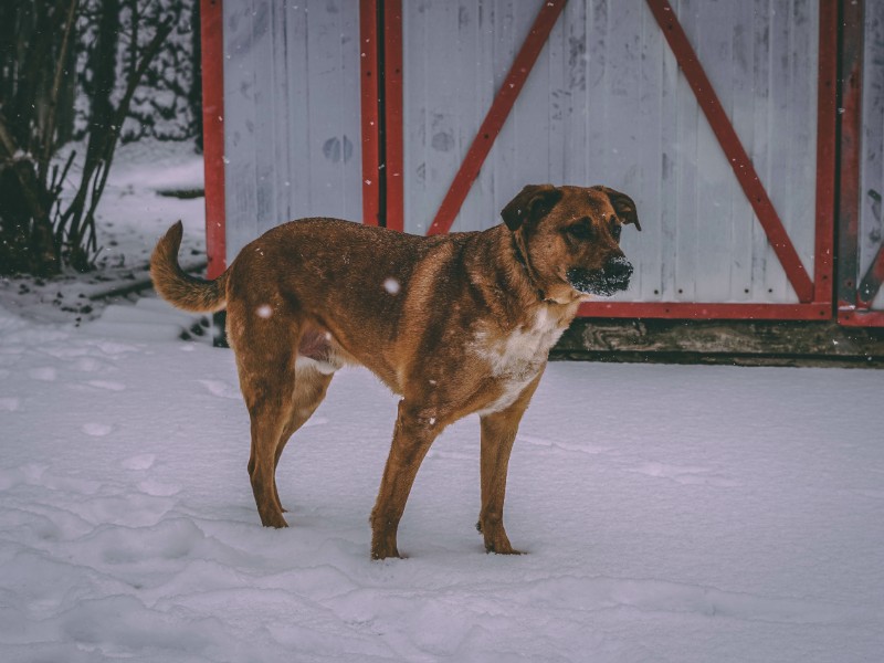 boxer german shepherd lab mix