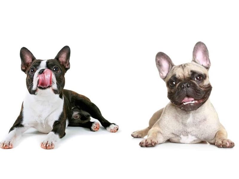 Getting Boston Terrier or French Bulldog cost