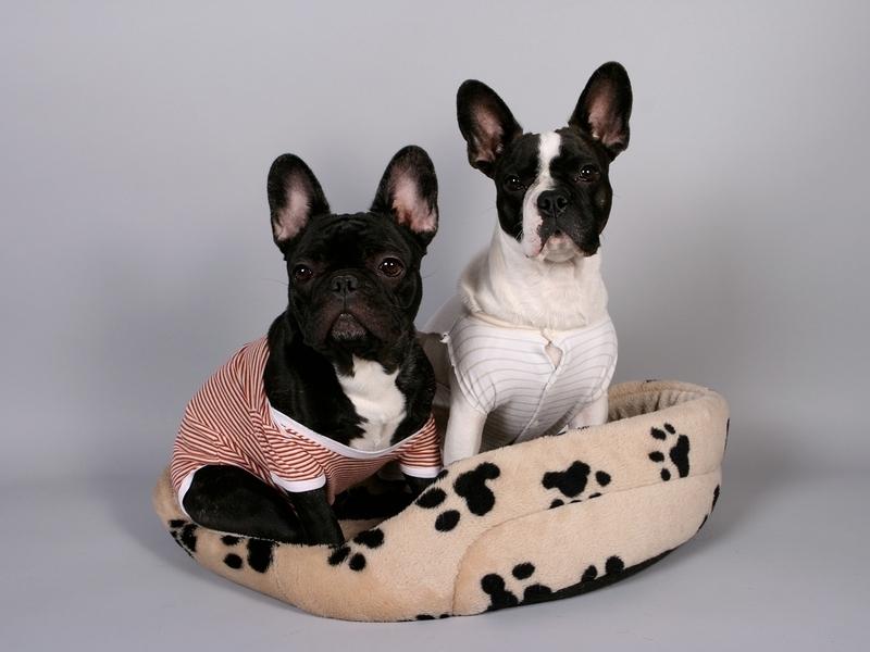 Getting Boston Terrier or French Bulldog