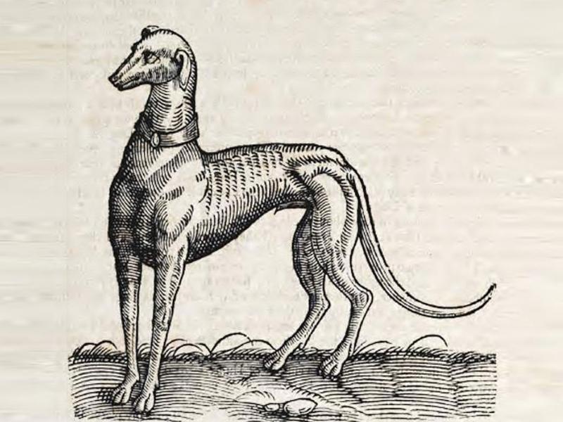 Illustration of Greyhound Dog Origins