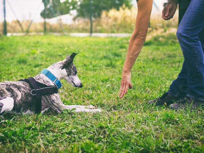 A greyhound being trained