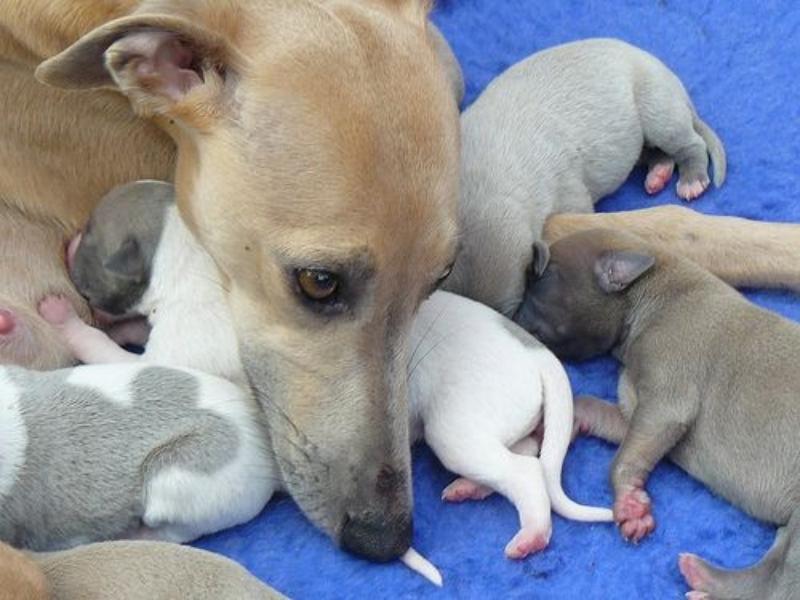 Greyhound Dog with puppies