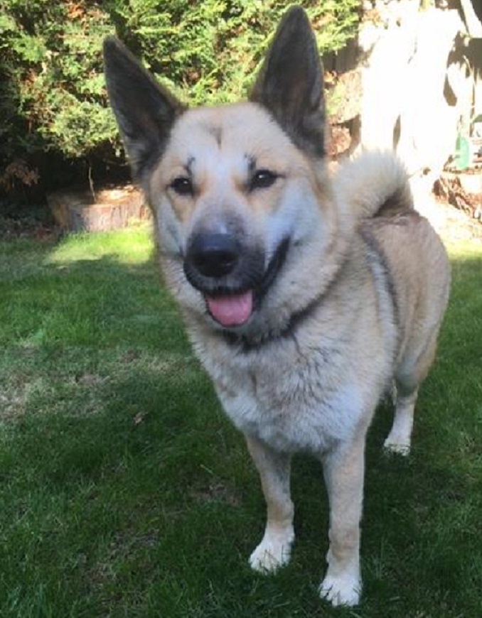 Akita German shepherd mix standing in a backyard