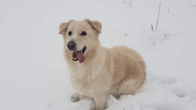 an akita German shepherd mix playing in the snow