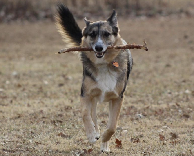 An Australian shepherd German shepherd mix running through the woods with a stick in its mouth