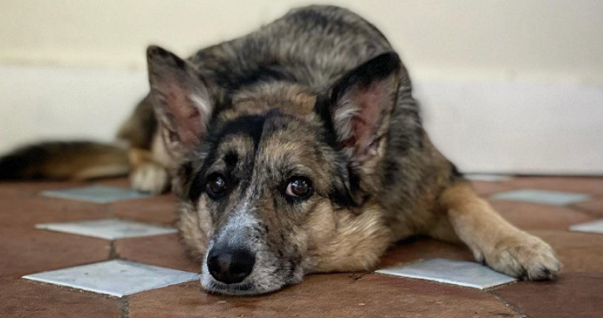 An Australian shepherd German shepherd mix lounging on a tiled floor