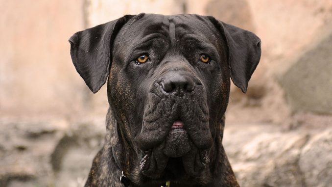 Cane Corso