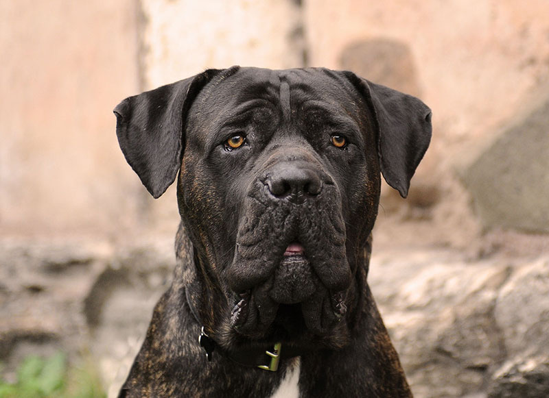 do cane corsos make good service dogs