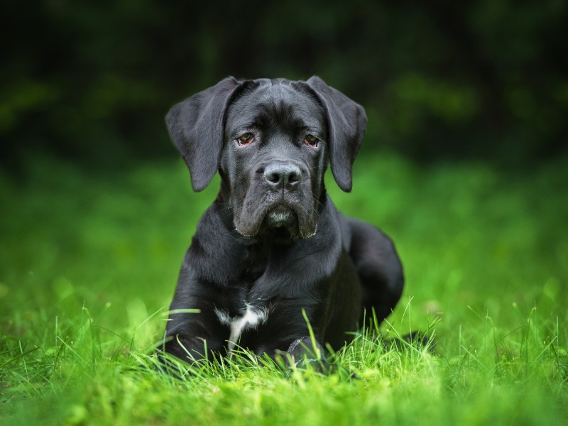 black cane corso lying in grass