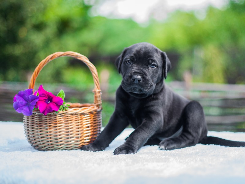 cane corso puppy next to basket of flowers