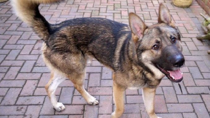 A happy German shepherd Akita mix walking around in a backyard patio