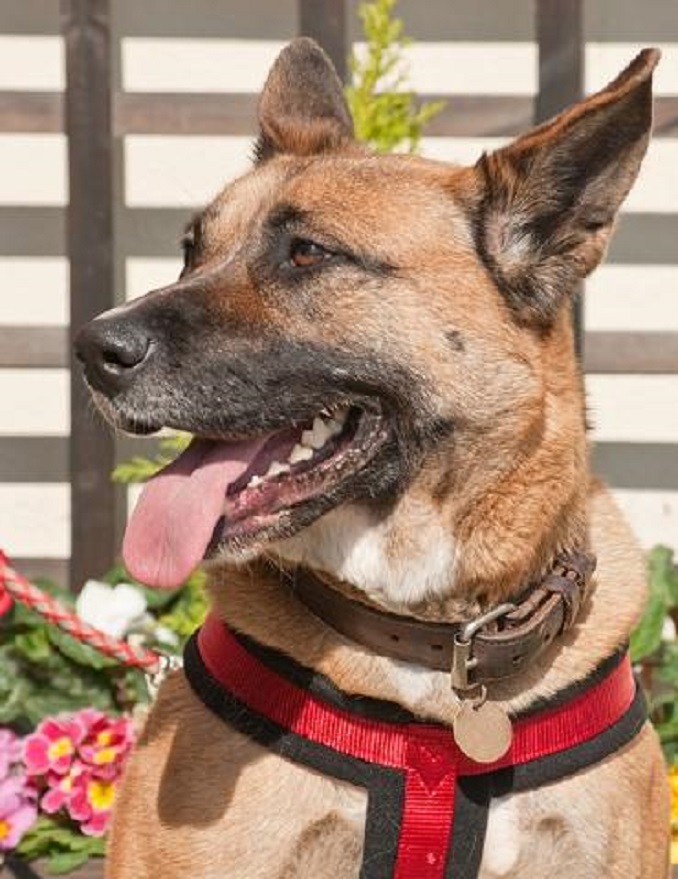 German shepherd Akita mix with a red harness