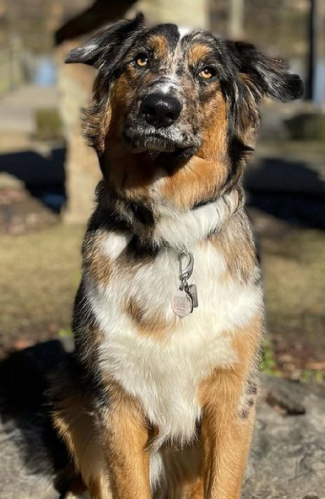 A German shepherd Australian shepherd mix sitting on a rock outdoors