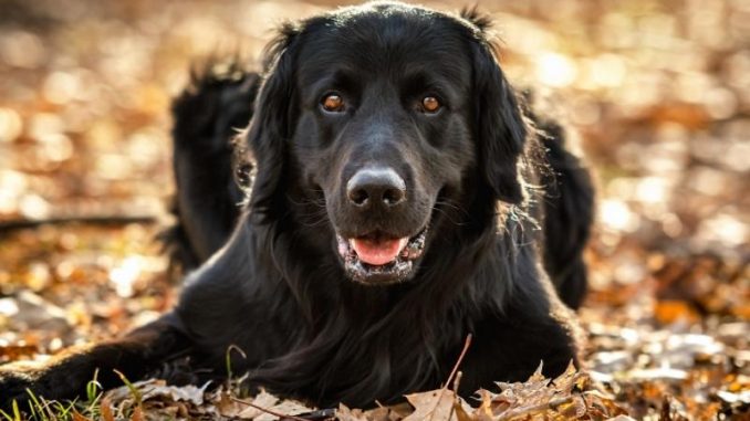 Black Golden Retriever