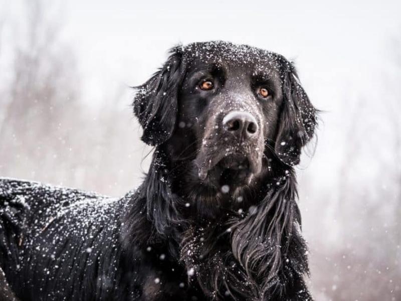 Black Golden Retriever Origins