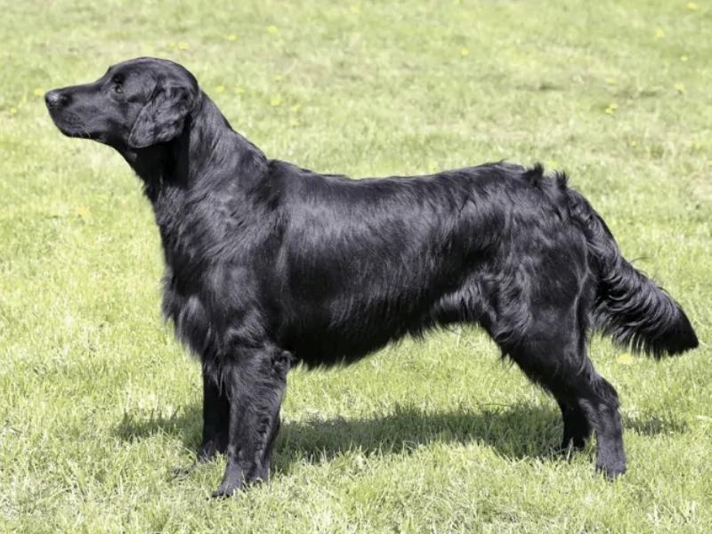 Black Golden Retriever appearance