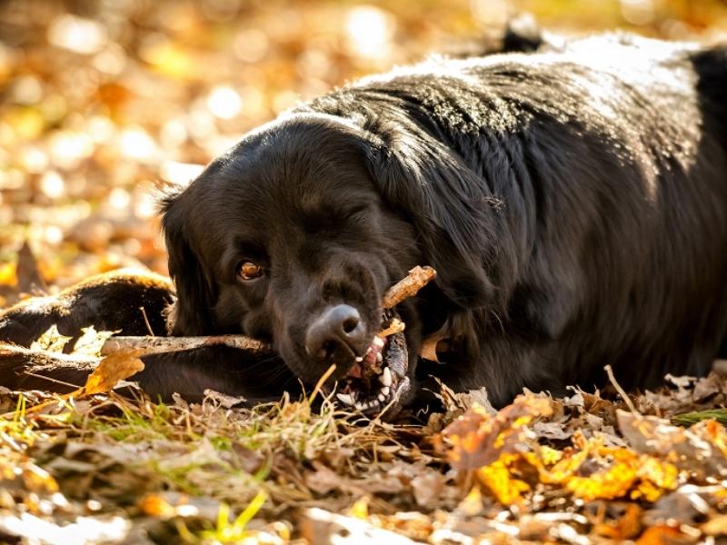 Black Golden Retriever personality