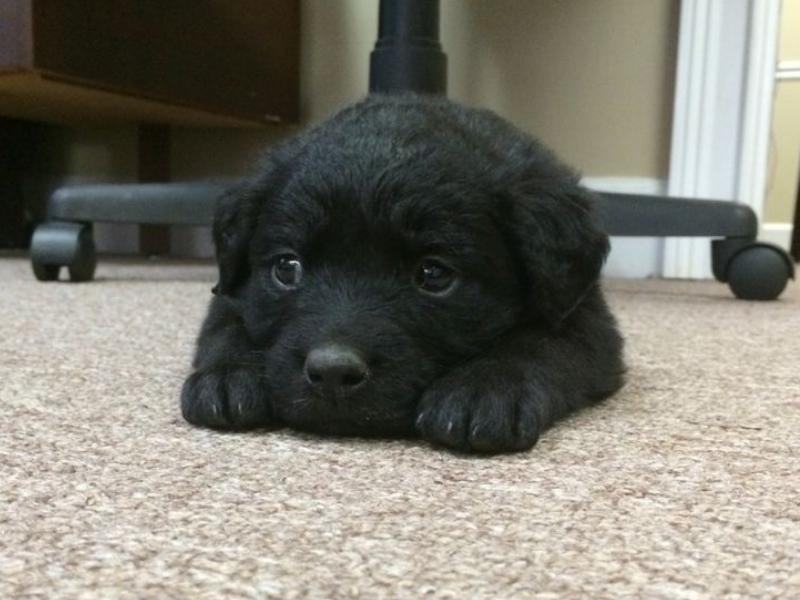 Black Golden Retriever puppy