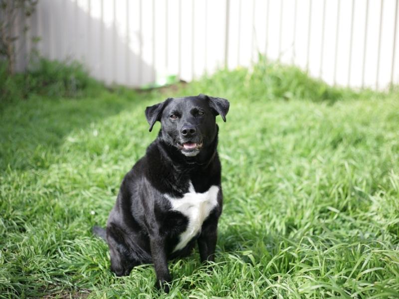 Border Collie Lab Mix appearance