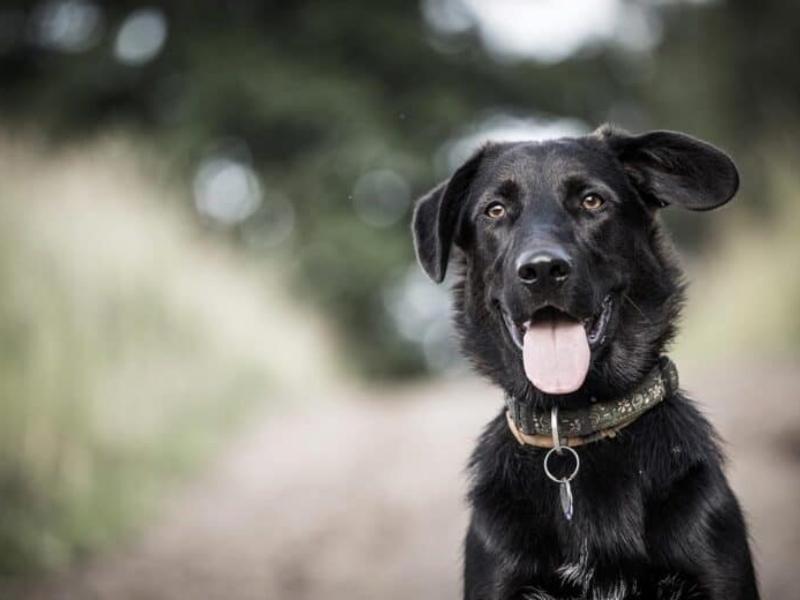 Border Collie Lab Mix 