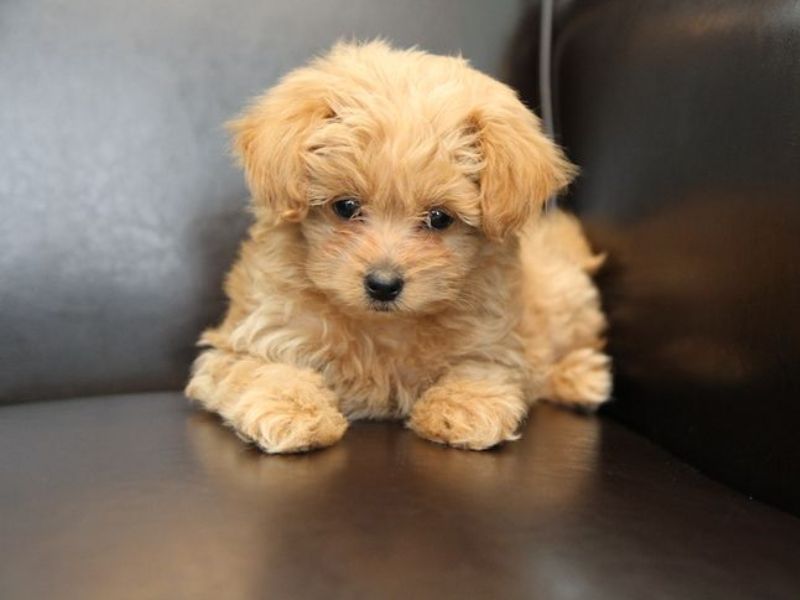 Pomapoo: Pomeranian Poodle Mix | All Things Dogs