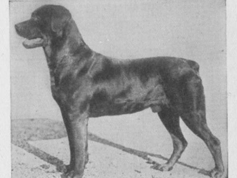 Rottweiler Origins