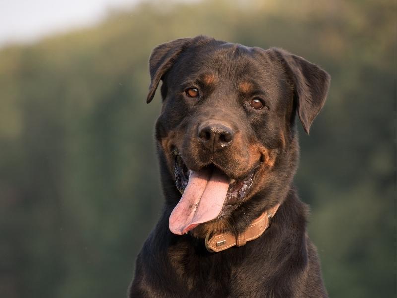 Rottweiler appearance