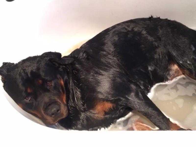 Rottweiler bathing