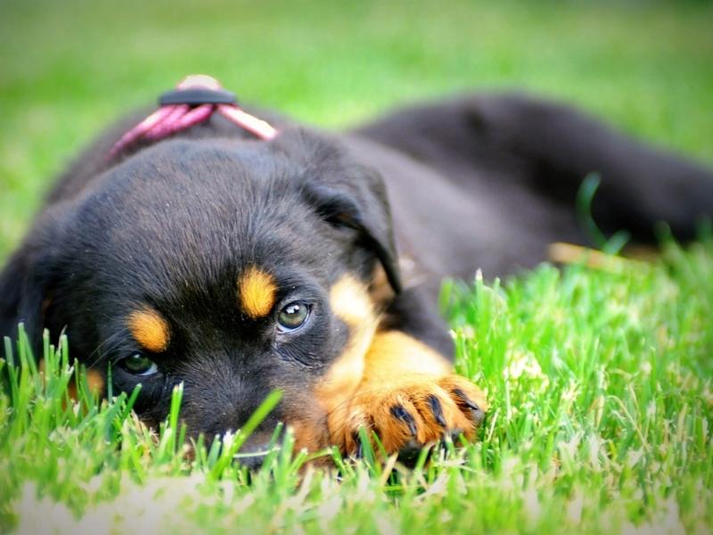 Rottweiler puppy on the grass