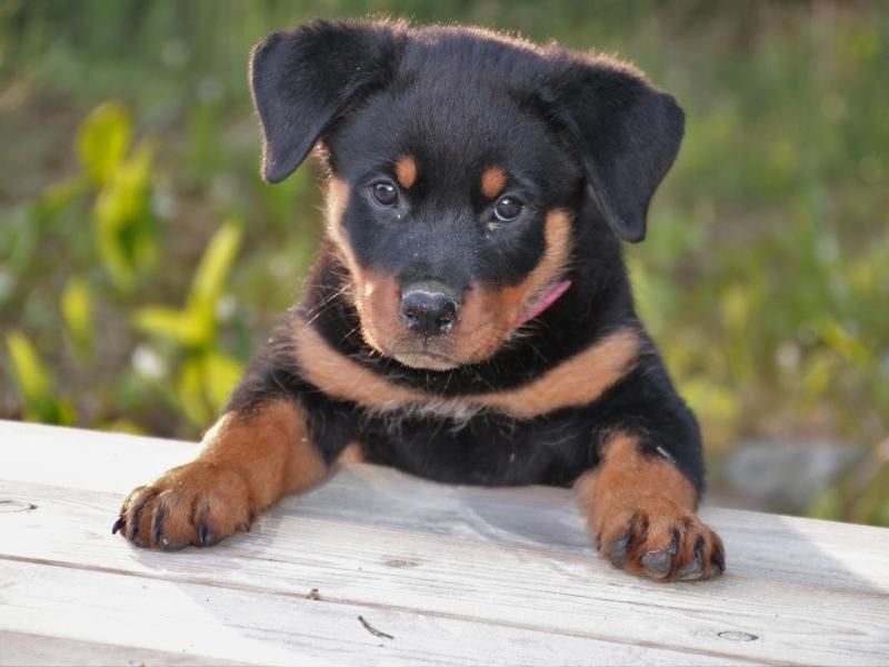 Rottweiler puppy