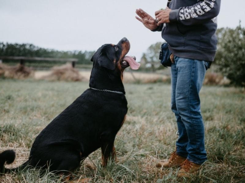 Rottweiler training