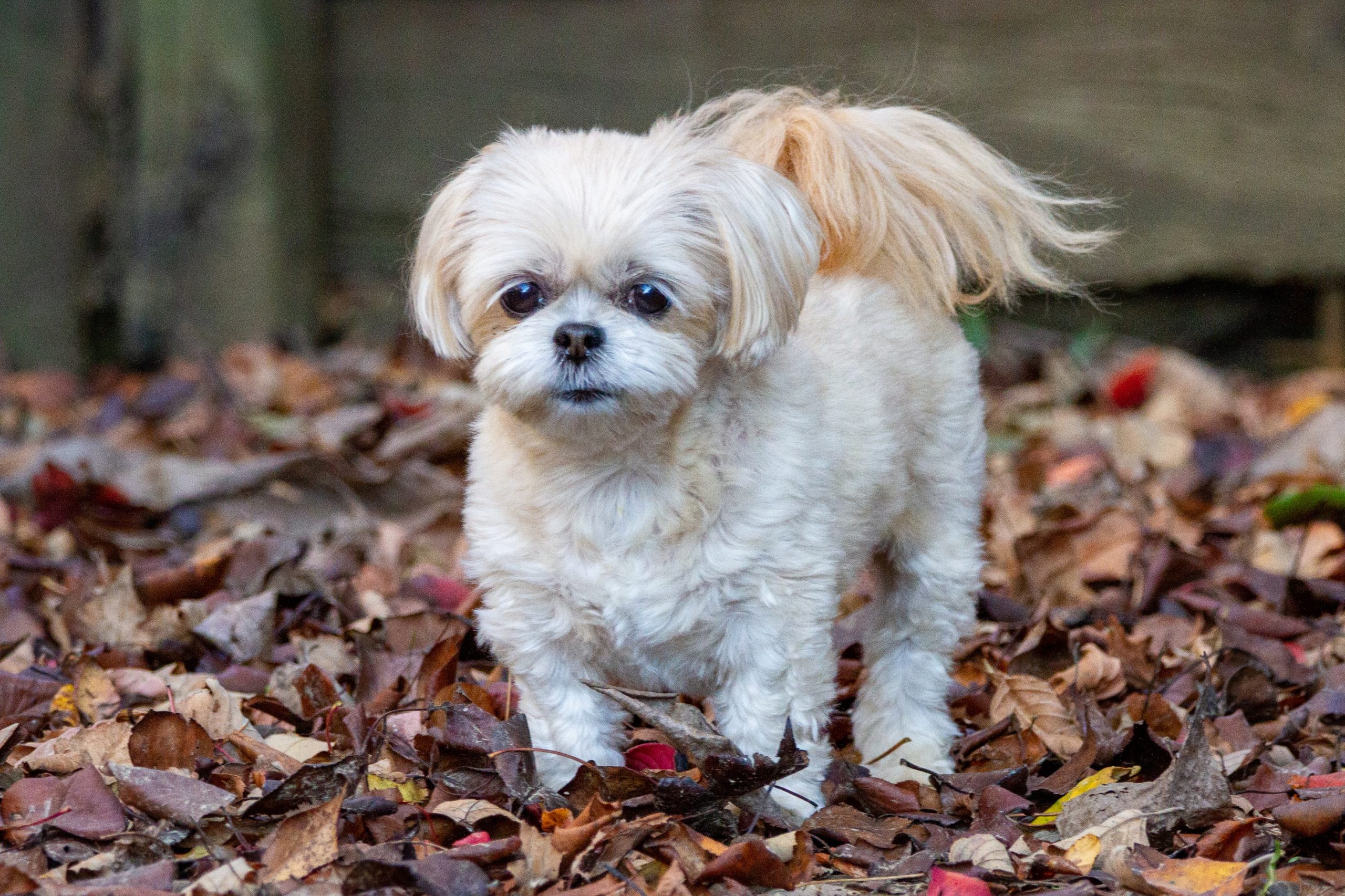 Shih Tzu Poodle Mix 