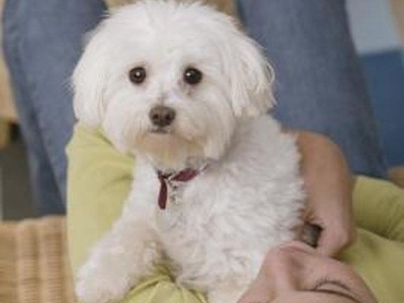 Shih Tzu Poodle Mix care