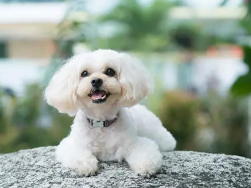 Shih Tzu Poodle Mix personality