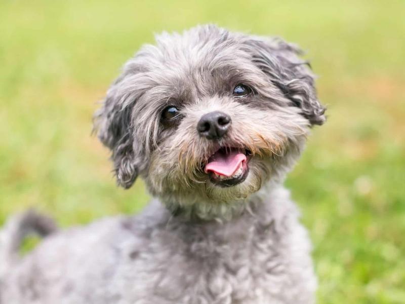 Smiling Shih Tzu Poodle Mix