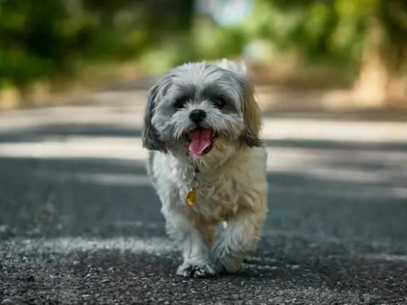 Training a Shih Tzu Poodle Mix