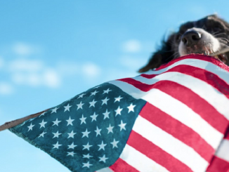 A dog with the American flag in its mouth