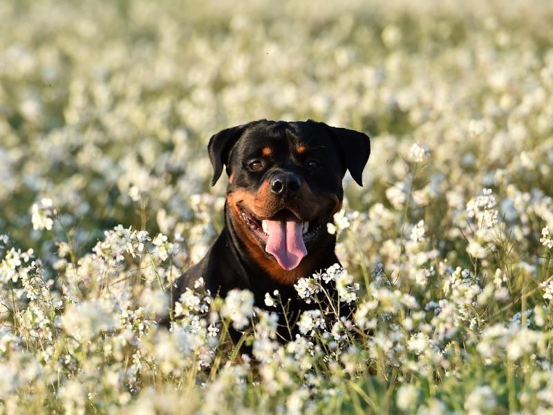 rottweiler smiling