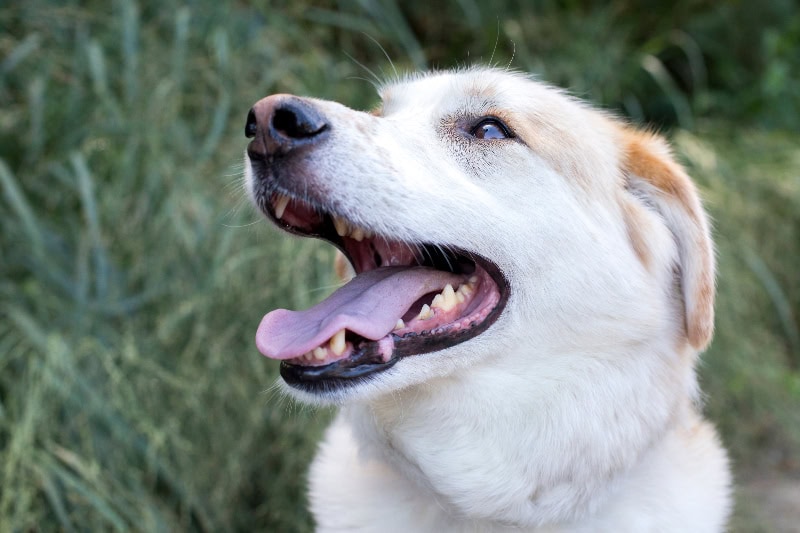 a close up portrait of white golden retriever german shepherd mix