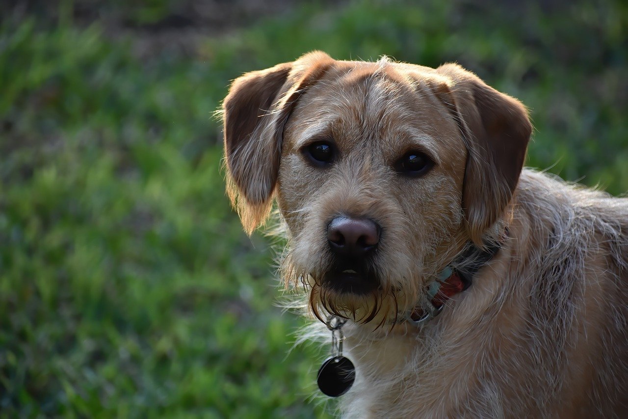 Labradoodle