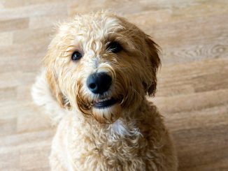 Labradoodle