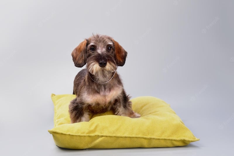 An adorable wire-haired dachshund on a yellow pillow and gray background