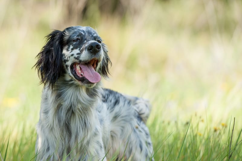 English Setter in the field