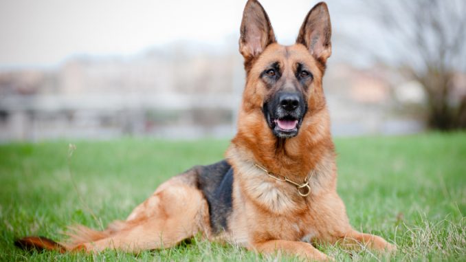 German shepherd dog lying on grass