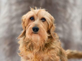 Portrait of a beautiful yellow wire-haired dachshund on a gray background